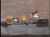 The Cat and Kittens