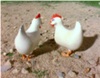 Bulgy's Hens