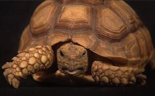 MrTurtle