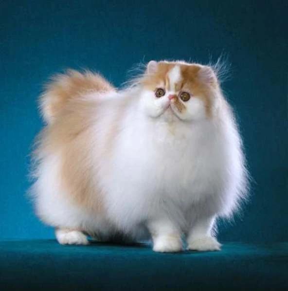 Image Whitepersiancatlioncuthnuo8emn.jpg MyOwnWarriors Wiki