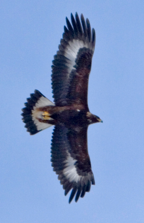 Steinadler
