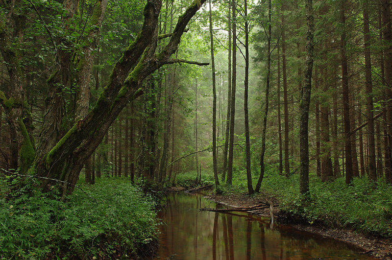 800px-Tarvasjõgi