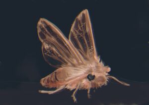 Moth by bloodywing CCBY30