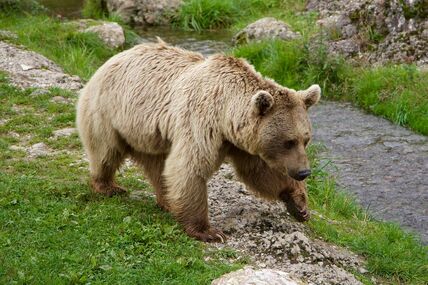 BraunBär+