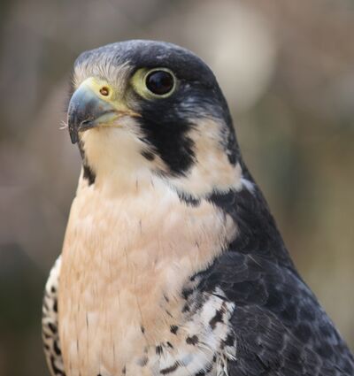 Wander - Falcon 12
