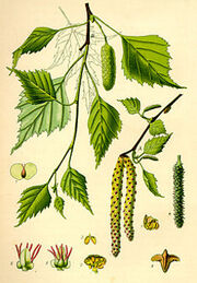 00-Birke