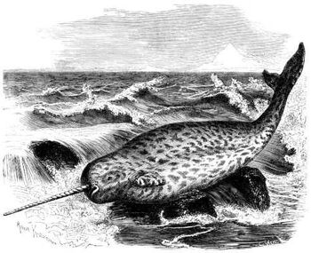RoterNarfisch