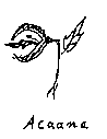 Acaana