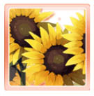 Midsummer Sunflowers Icon