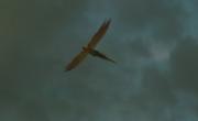 Phoenix form