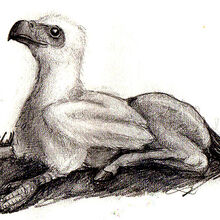 Hippogriff-0.jpg