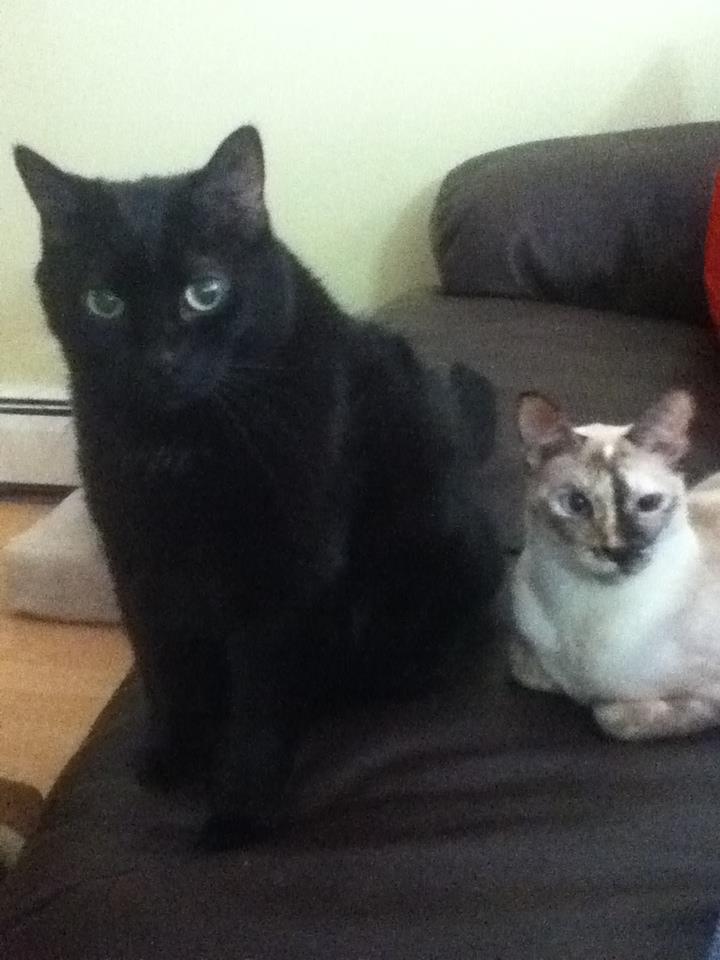 image kona and n2