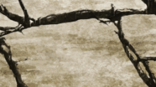 Howzer defeating Taizoo