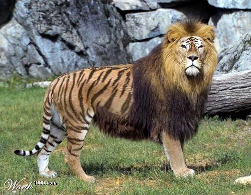 A picture of a liger