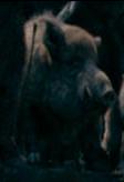 Boar2