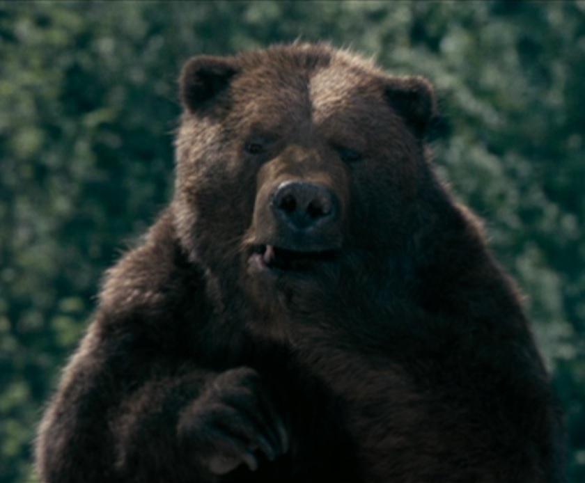 Image result for narnia bears