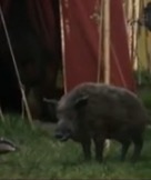 Boar at Aslan's camp