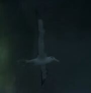 Albatross