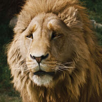 Aslan Magyar Narnia Wiki Fandom