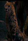 Cheetah2