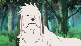 Naruto Shippûden (Série) | + Suisse