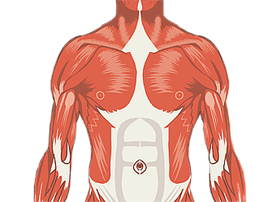 Blood Bone Muscle Activation Technique | Naruto Fanon Wiki | Fandom