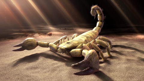 Desert Scorpion