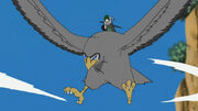 Takeo's Hawk