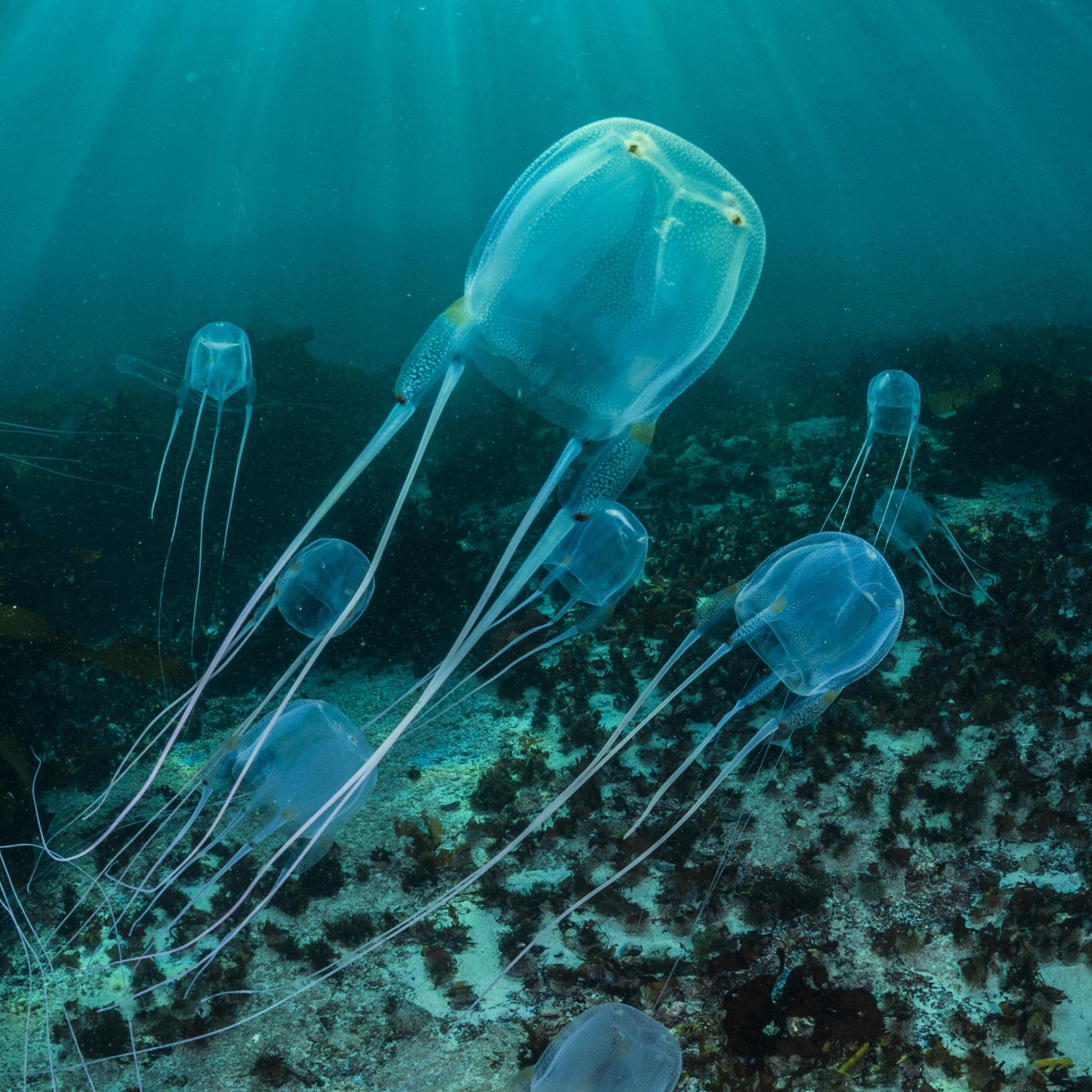 Different Names For Box Jellyfish