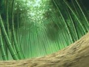 Bamboo forest
