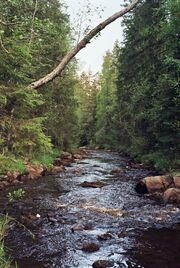 SyfInPolishForests