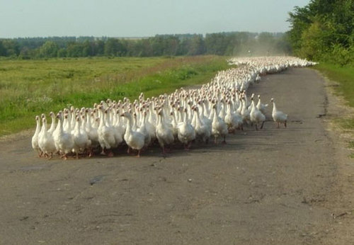 https://vignette.wikia.nocookie.net/nationceation/images/7/7b/Funny-ducks-crowd-road_large.jpg/revision/latest?cb=20110807020605