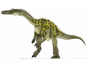 Barynoyx
