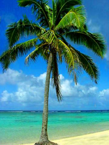 Palm tree 2