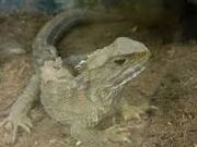 Tuatrara