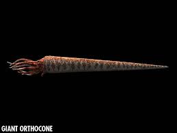 Orthocone