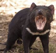 Devil