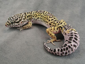 KBLeopardGecko