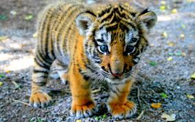 Baby tiger