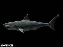 Megalodon