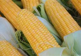 Corn