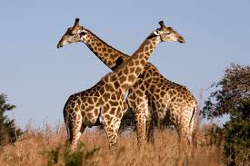 Long neek