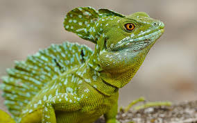 Reptile