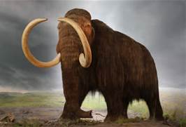 Wooly mammoth
