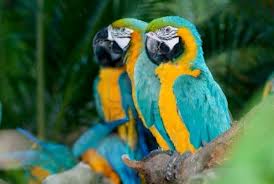 Birds