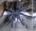 Avicularia metallica (adulte)