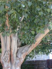 TreeTrunk