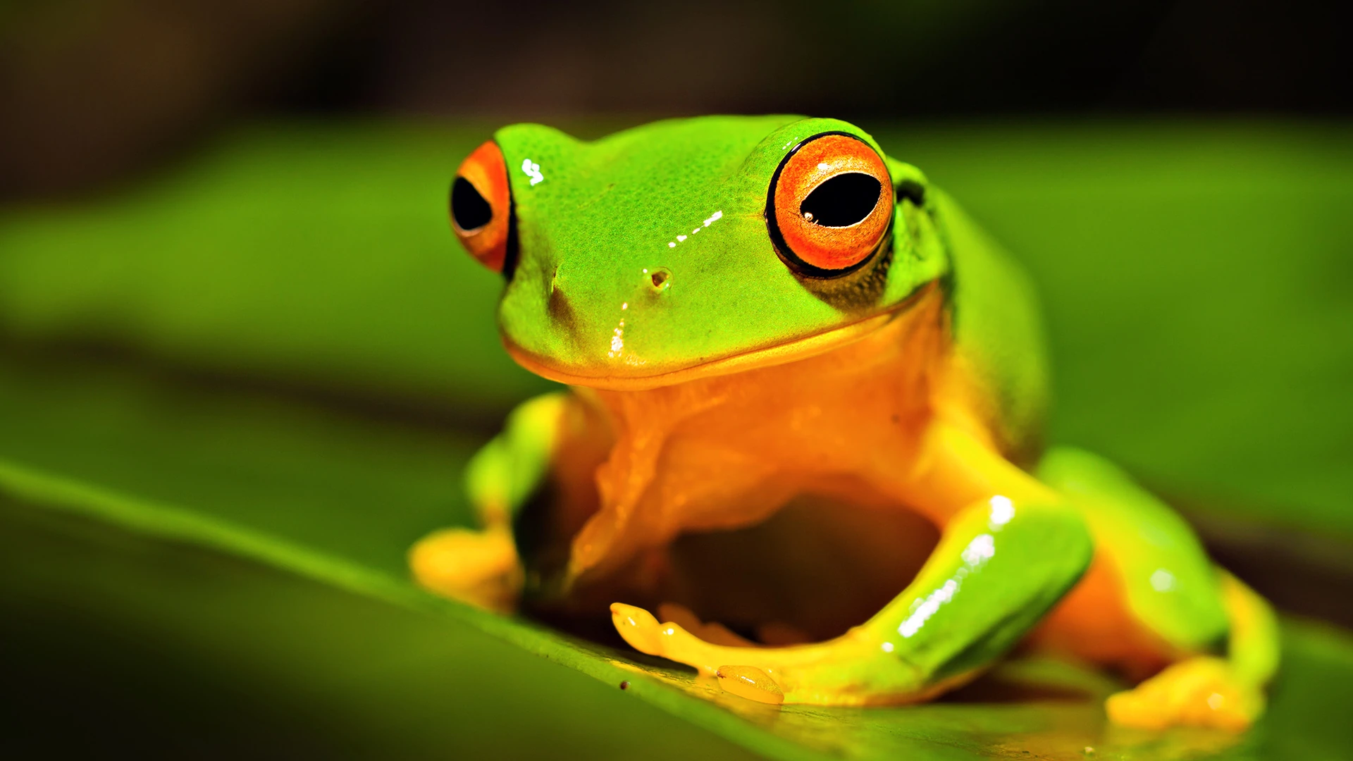 Image - Orange-thighed-frog-animals-for 528708.jpg | Nature Wiki