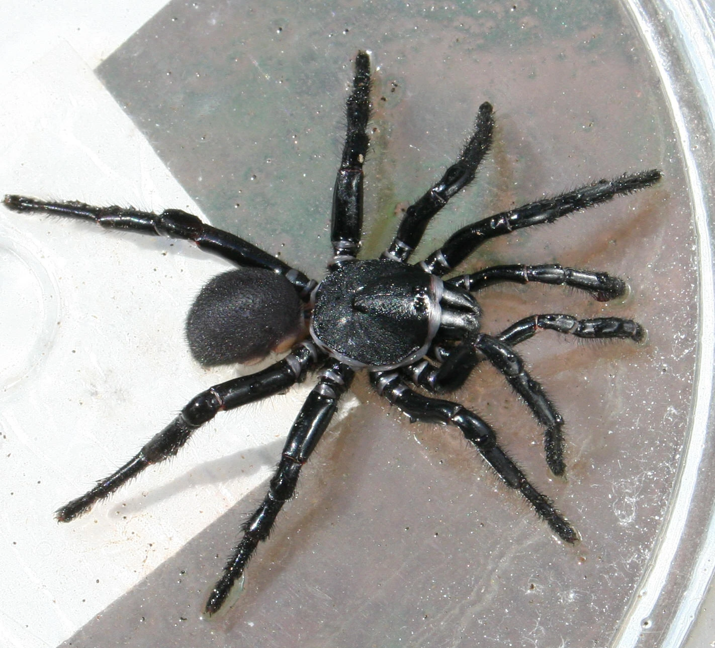 Black purseweb spider Nature of the World Wiki Fandom