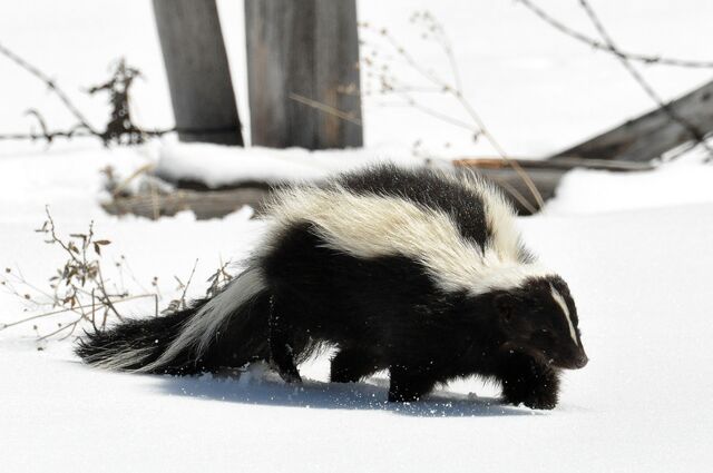 File:Striped Skunk (Mephitis mephitis) DSC 0030.jpg